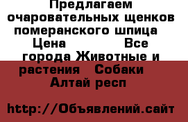 Предлагаем очаровательных щенков померанского шпица › Цена ­ 15 000 - Все города Животные и растения » Собаки   . Алтай респ.